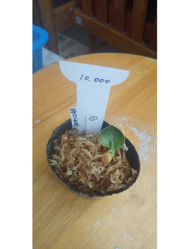 おもと画像