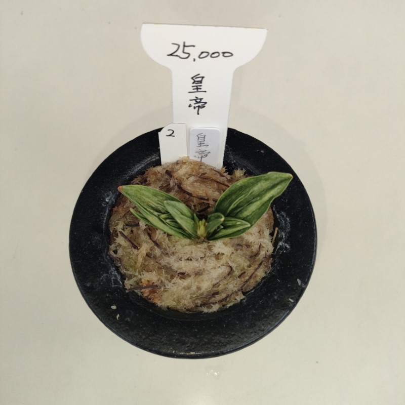おもと画像