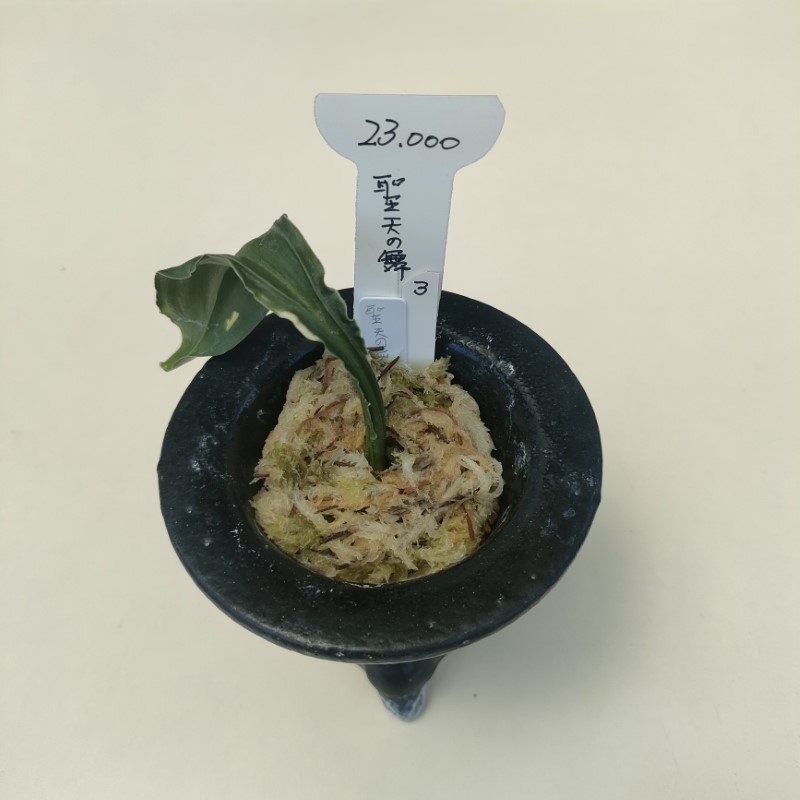 おもと画像