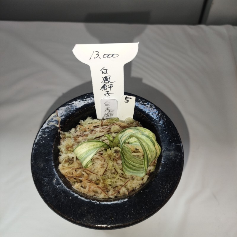 おもと画像