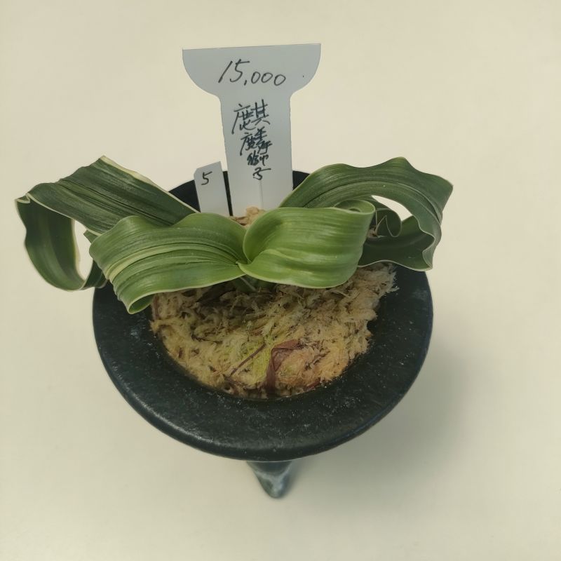 おもと画像