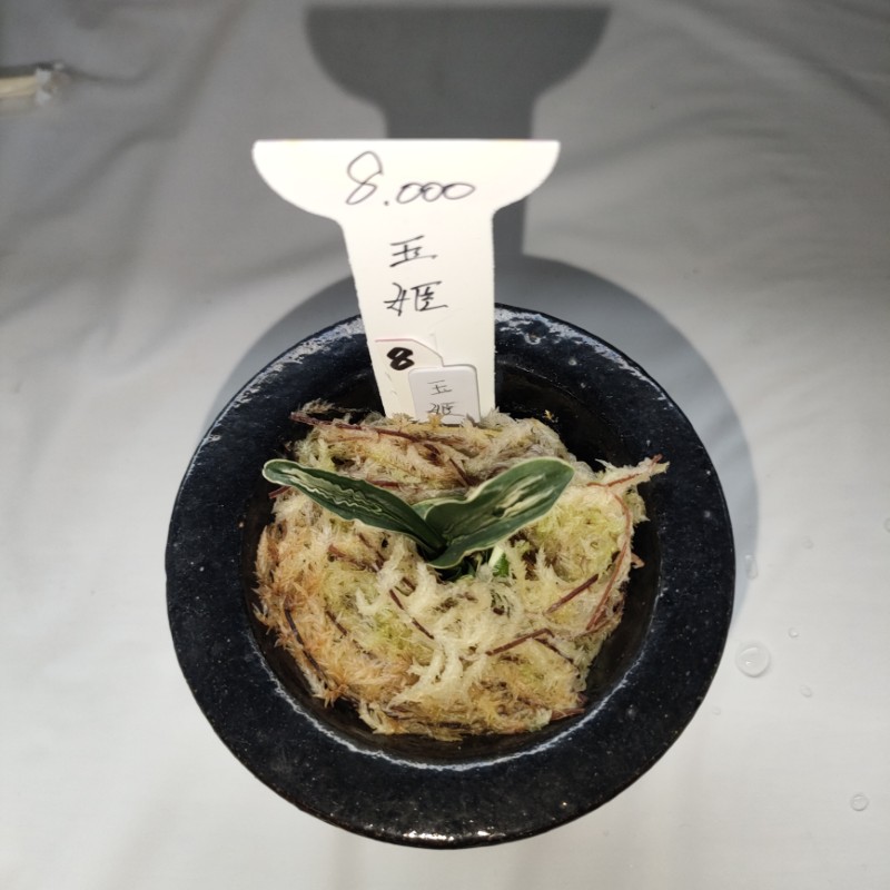 おもと画像