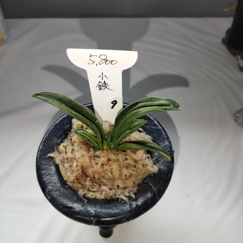 おもと画像
