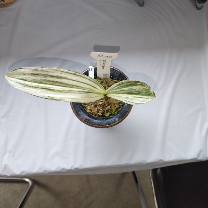 おもと画像
