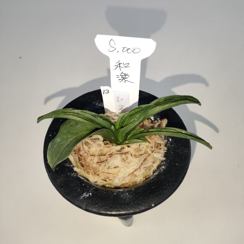 おもと画像