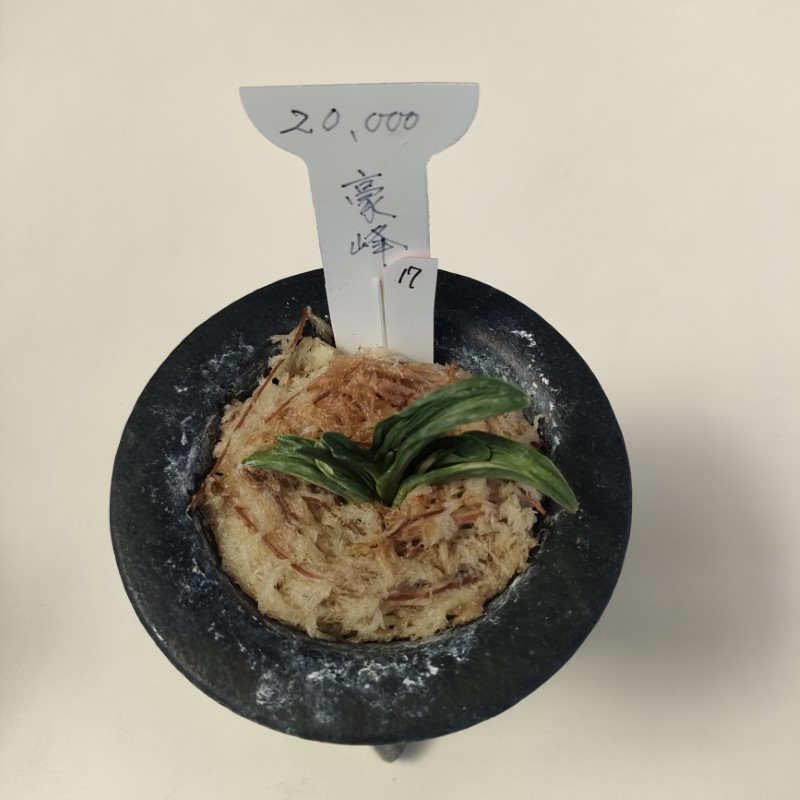 おもと画像