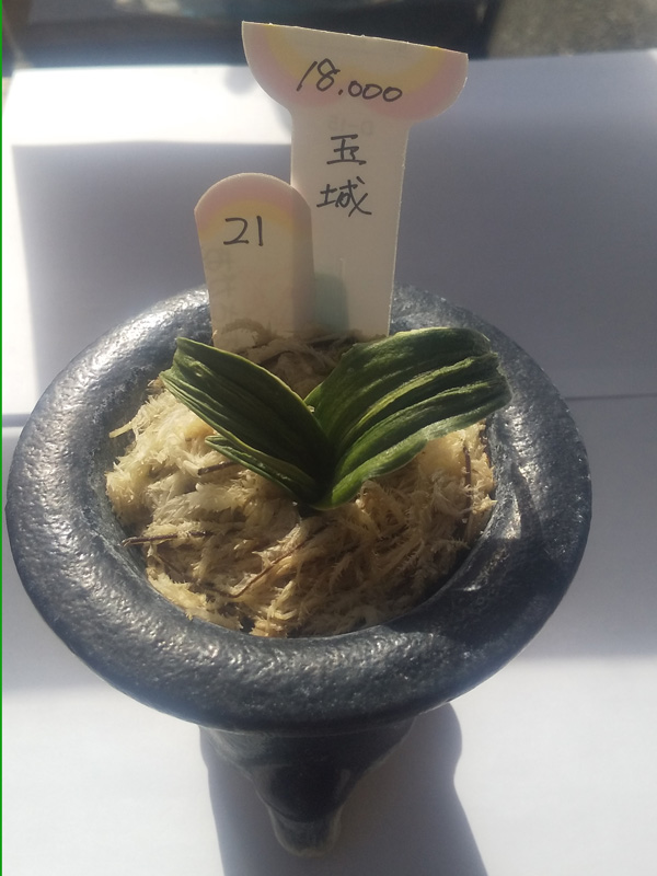 おもと画像