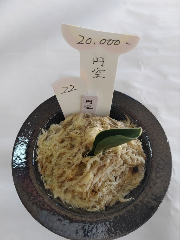 おもと画像