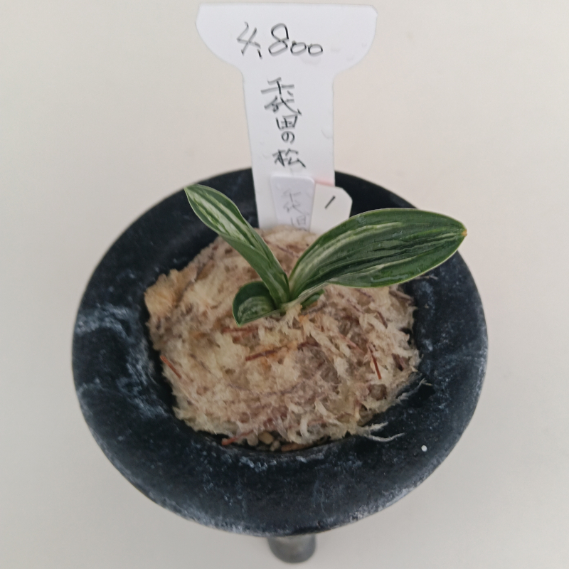 おもと画像